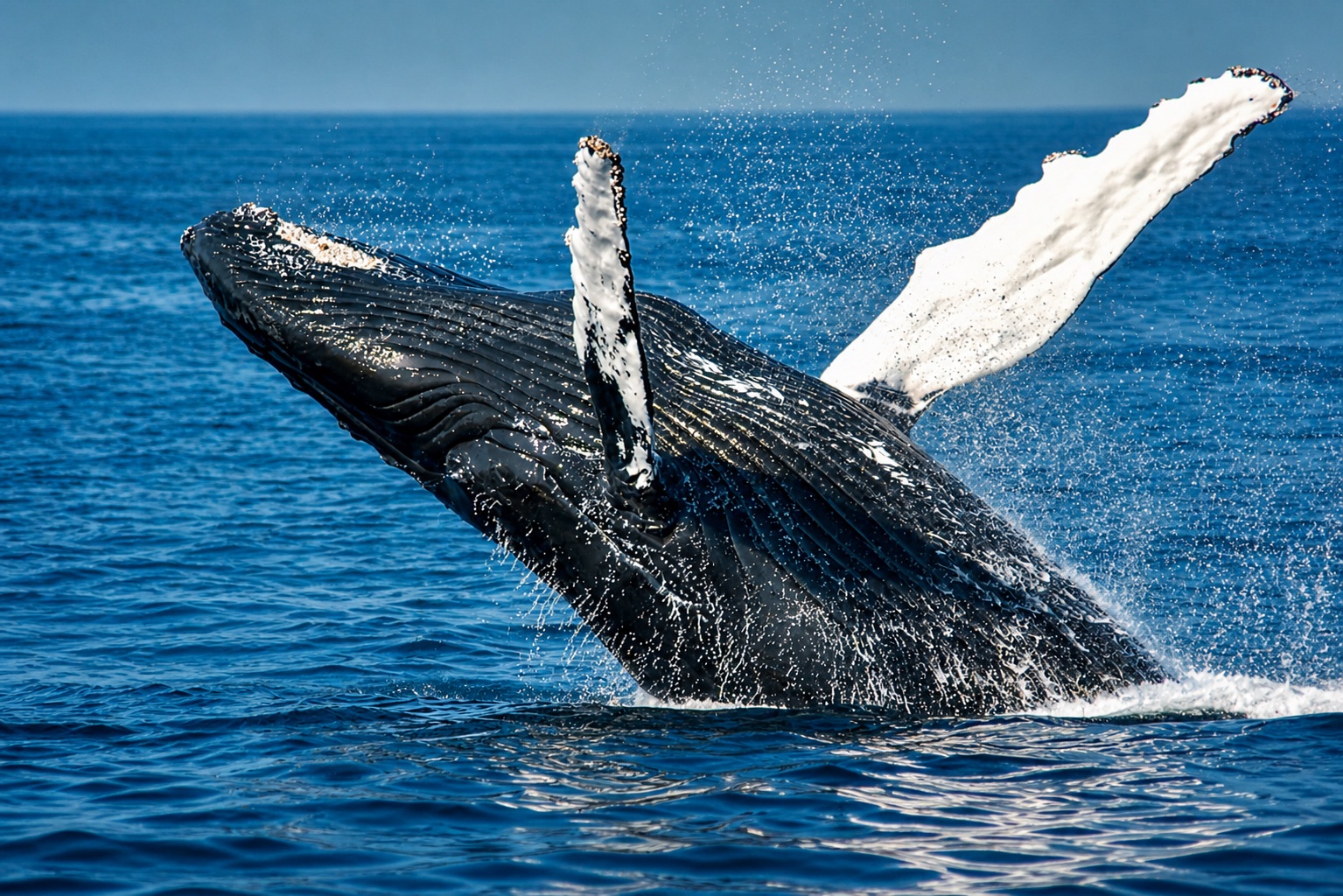 Whale watching in the Atlantic Ocean